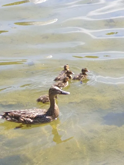 multimedia.normal.8aaa5e66d6590412.MzQ1OTIwOTMxXzY4MDI1NTQwNzE5NzU5OF8xMzM1OTRfbm9ybWFsLndlYnA=