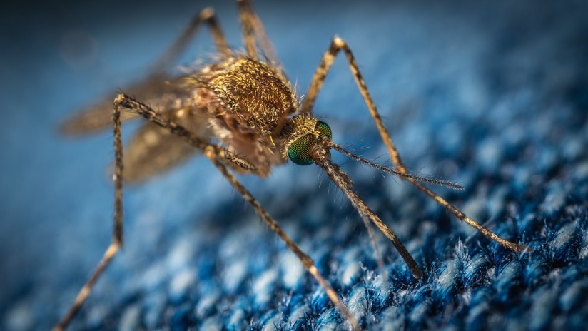 malaria