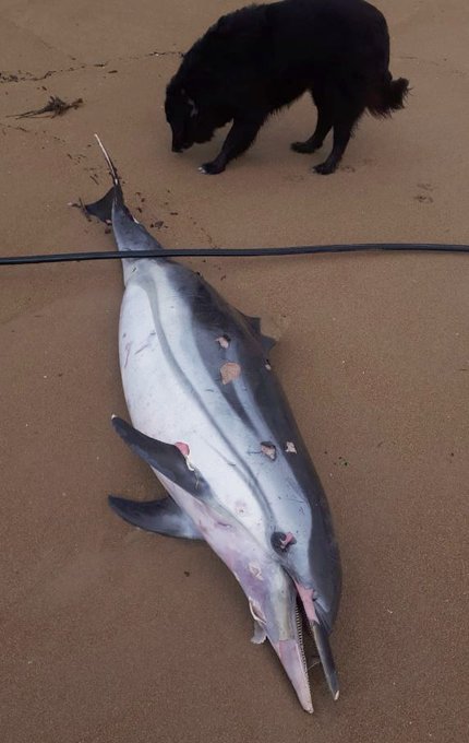 delfines