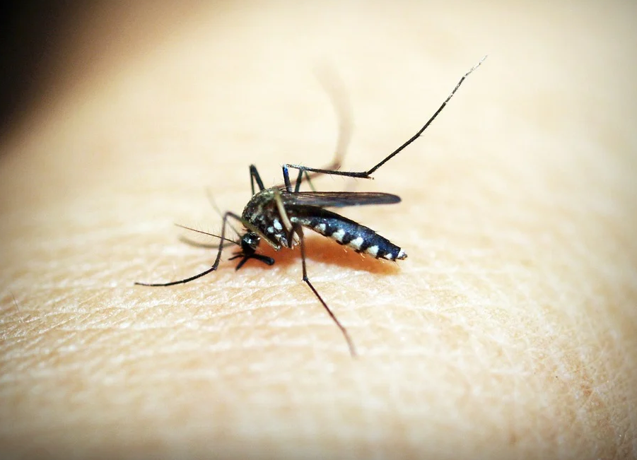 Mosquito Malaria