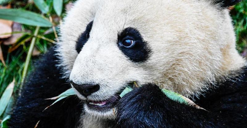 oso panda