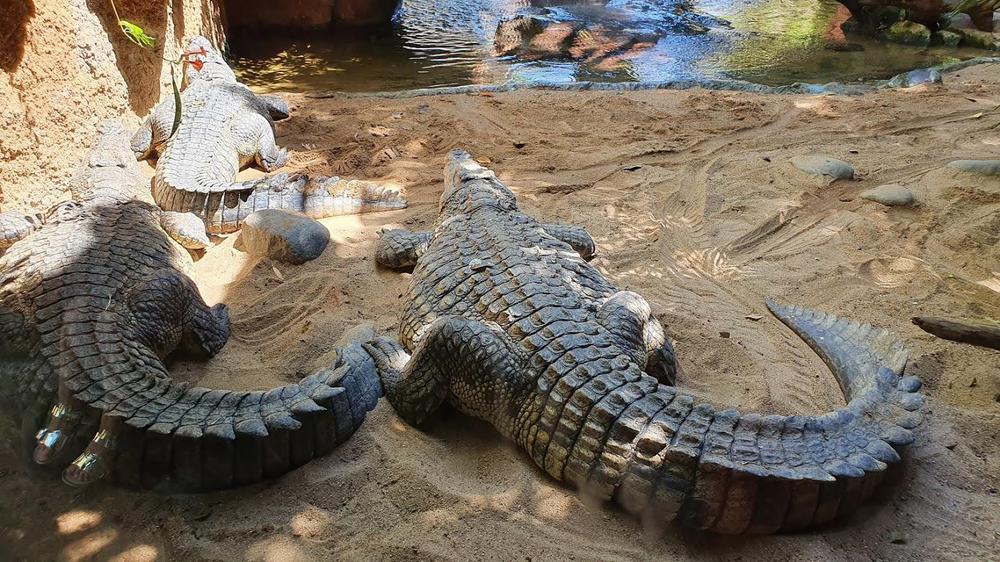 cocodrilos