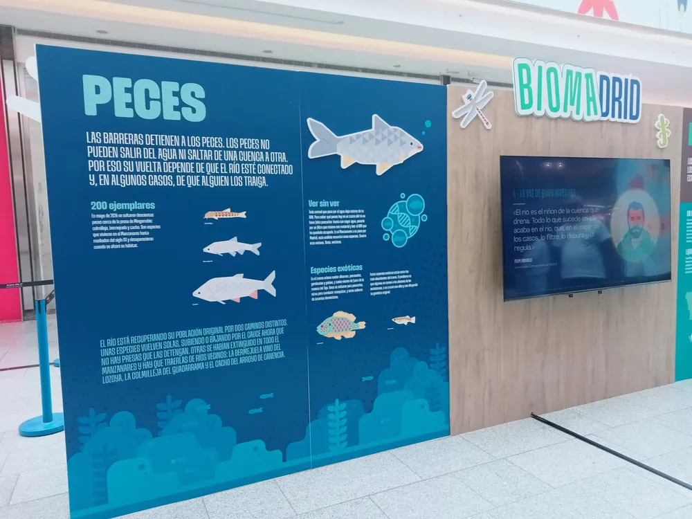 Peces