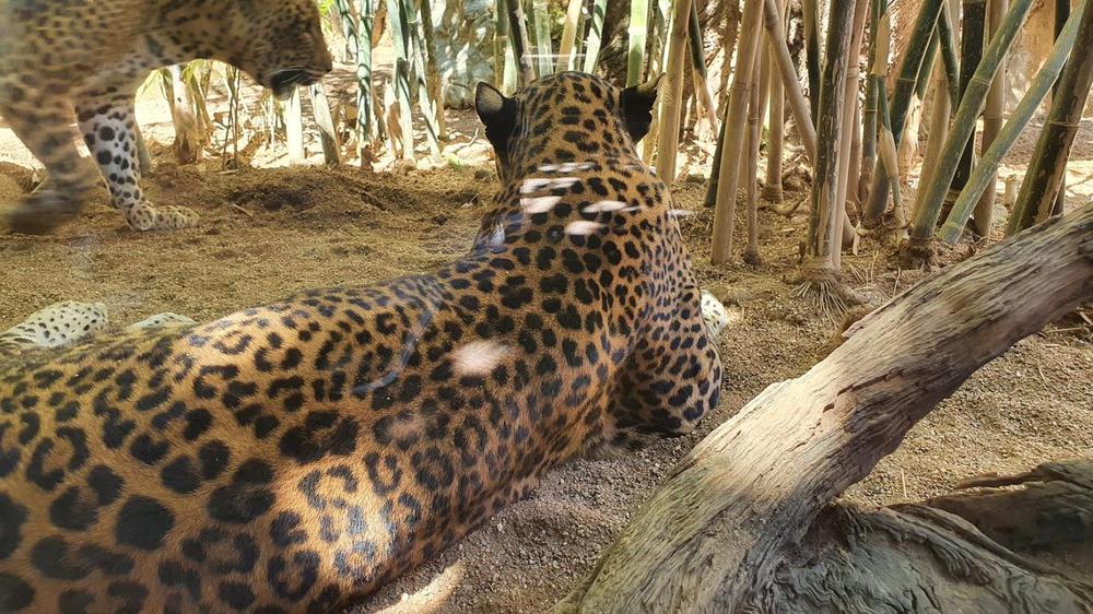 leopardo