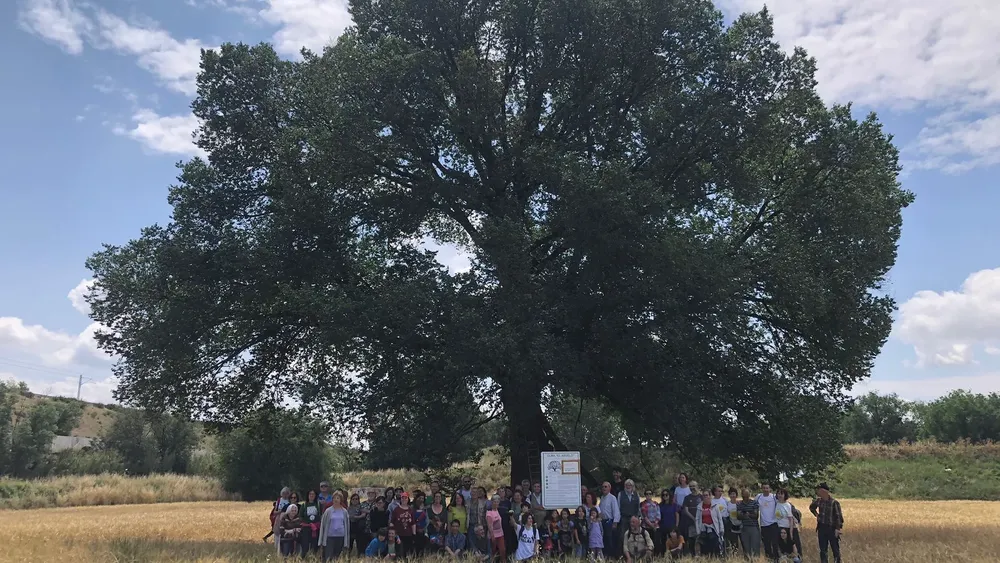 abuela-arbol-que-representa-historia-vida-distritos-sur-madrid_97