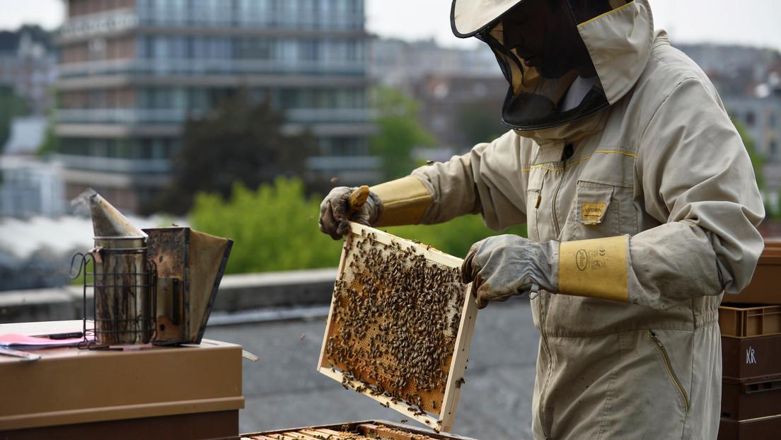 abejas