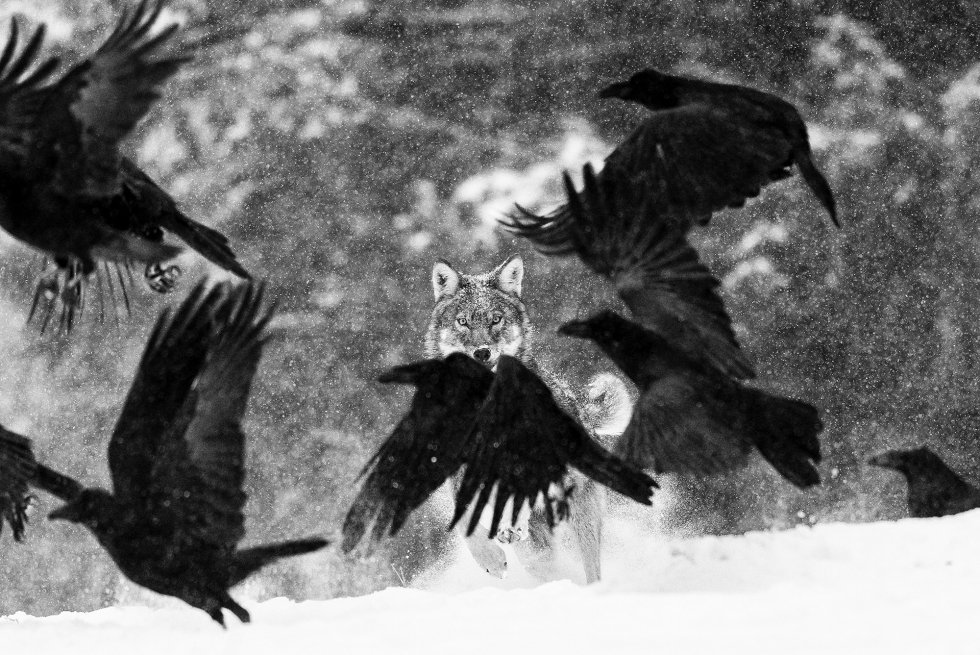 El ataque del lobo, por Martin Steenhaut