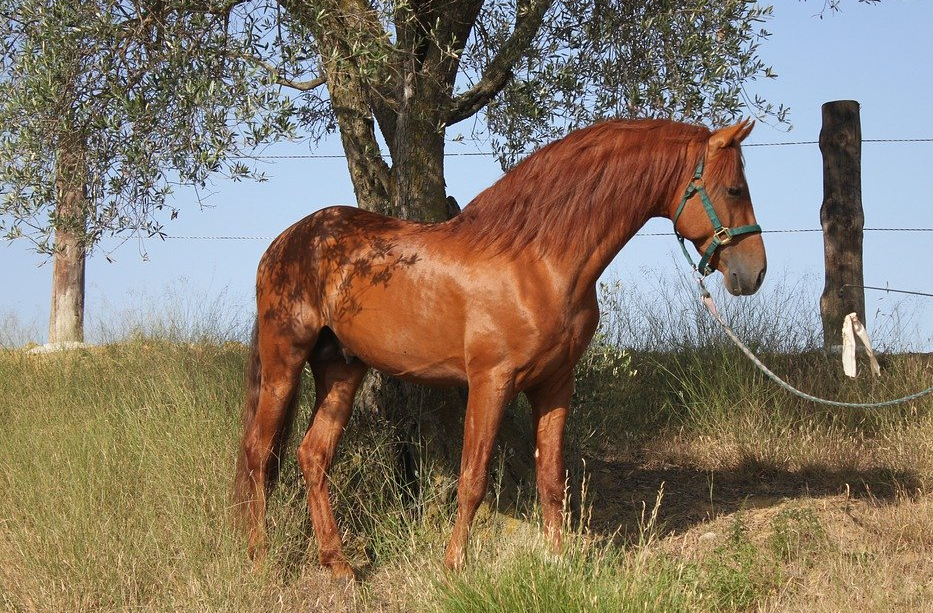 caballo español