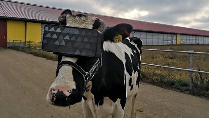 Vacas pastando en una dimensión alternativa, por el Ministerio de Agricultura de Moscú