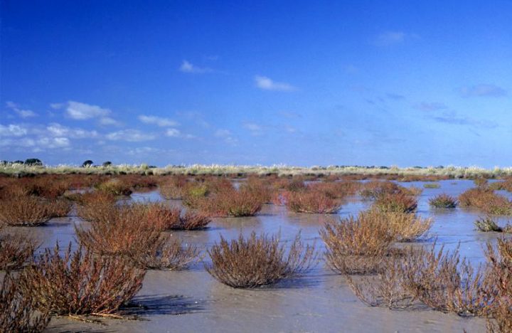 Humedales y biodiversidad en riesgo