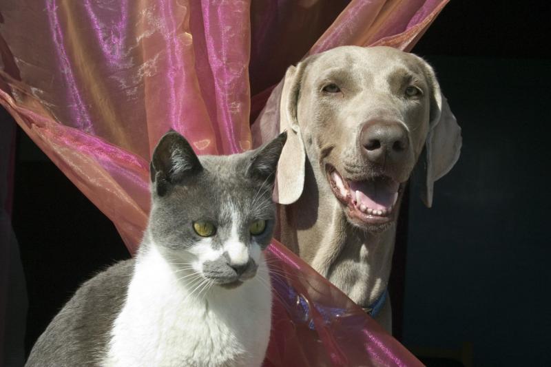 animales