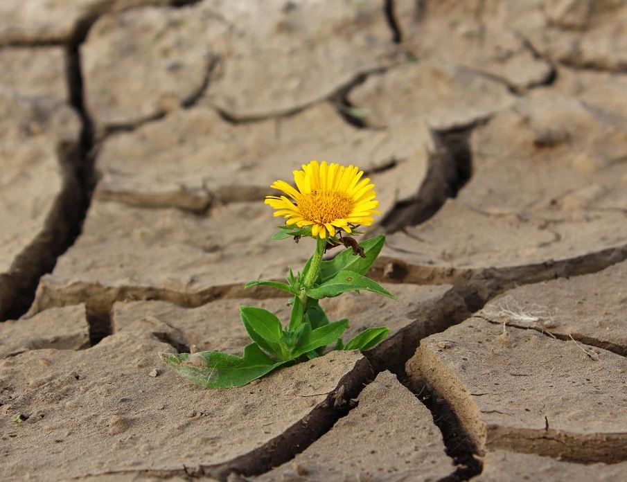 altas temperaturas Imagen Pixabay